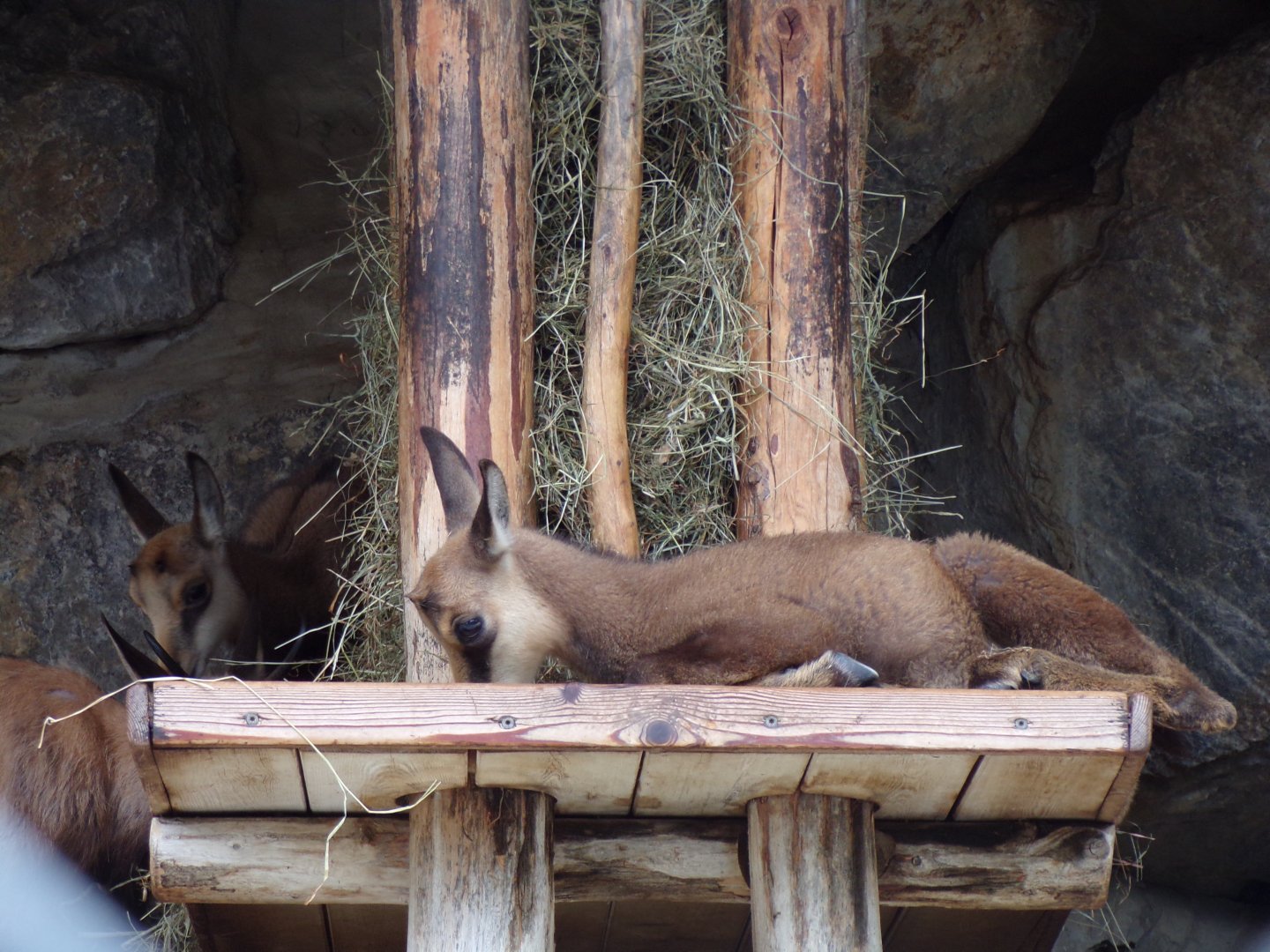 Chamois youngster 9.7.25