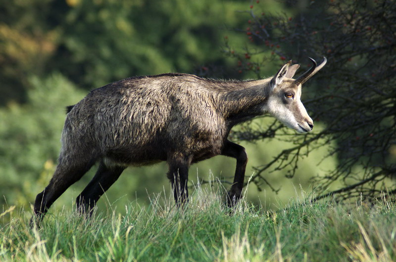 Chamois