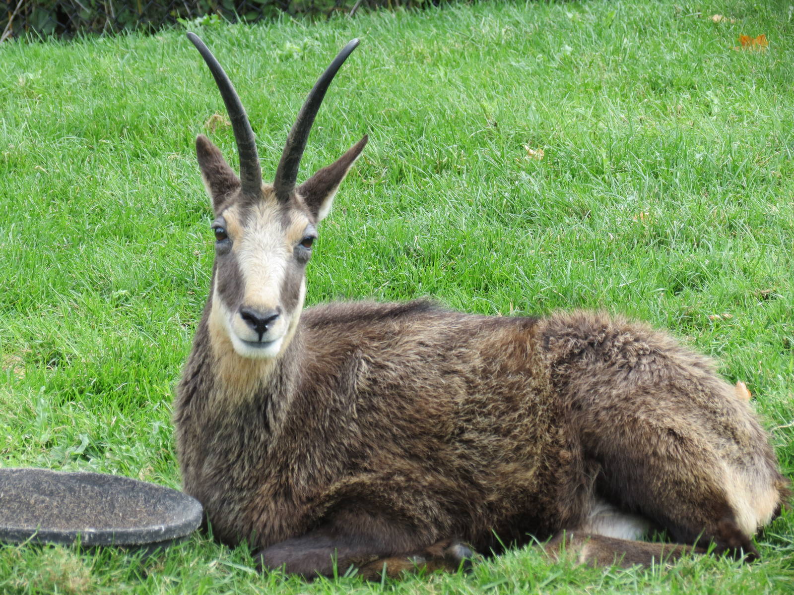 Chamois