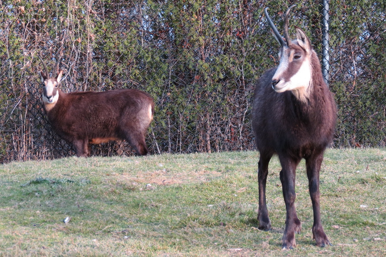 Chamois