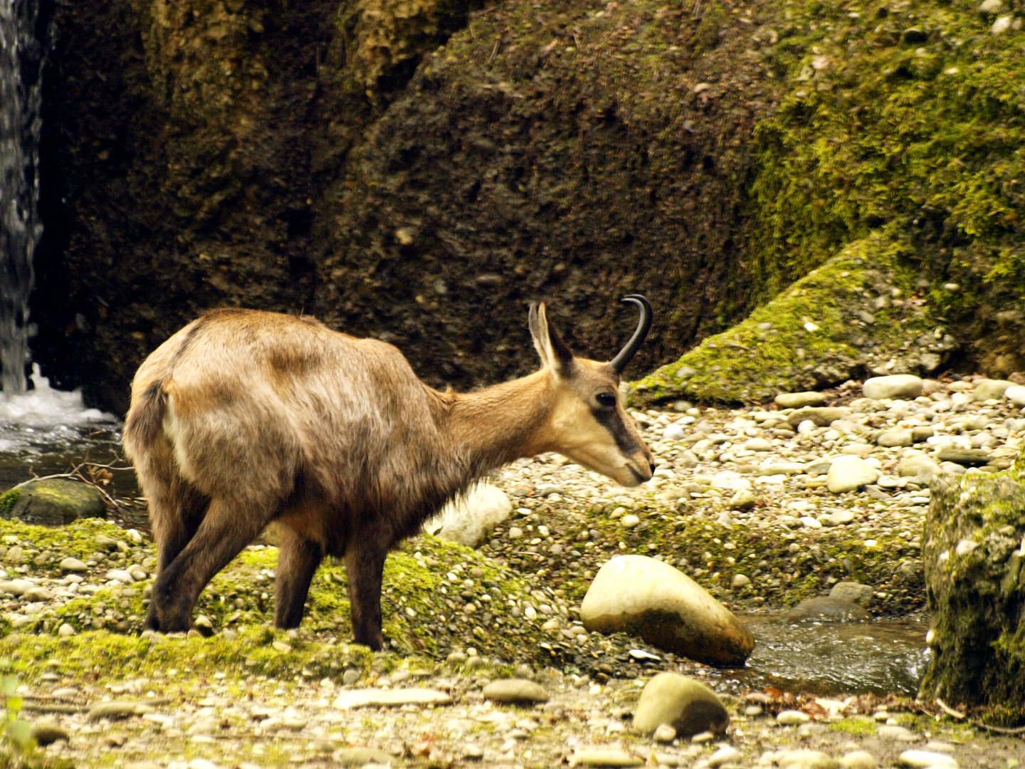 Chamois