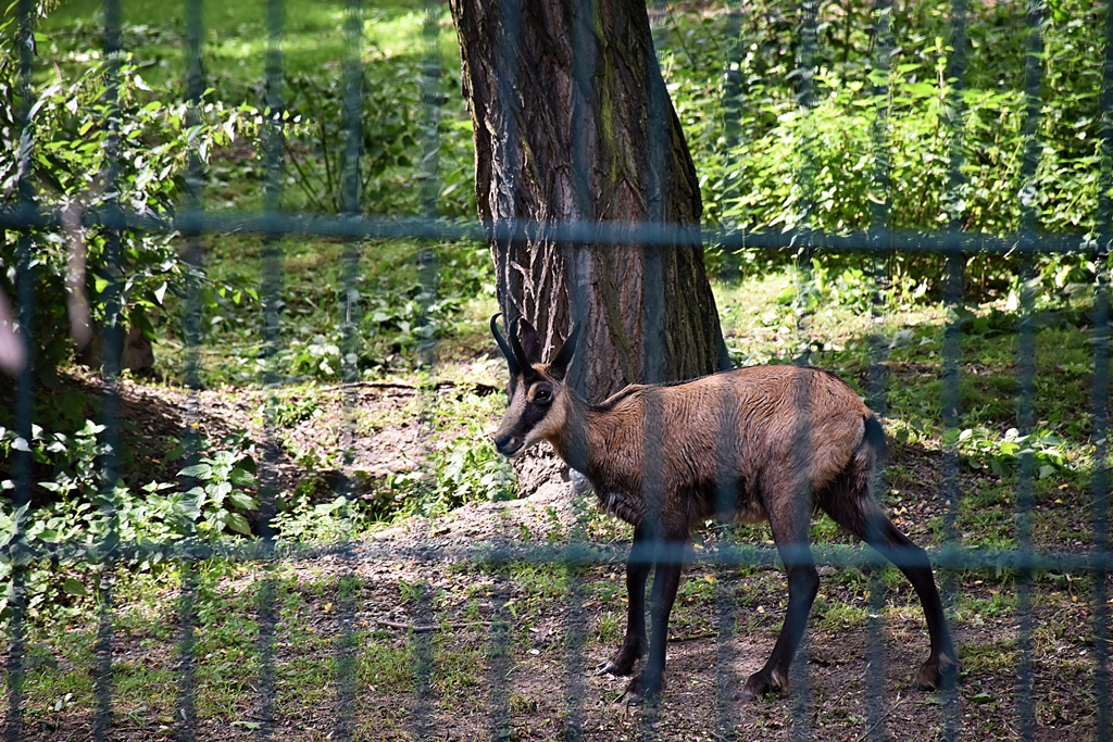Chamois
