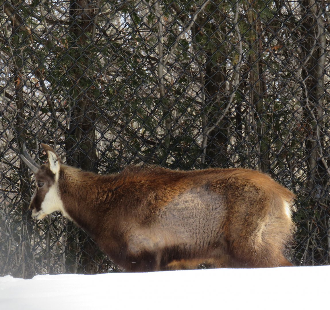 Chamois