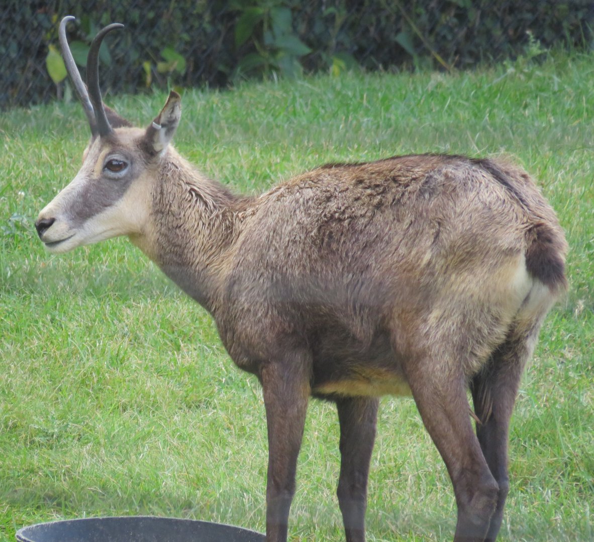 Chamois