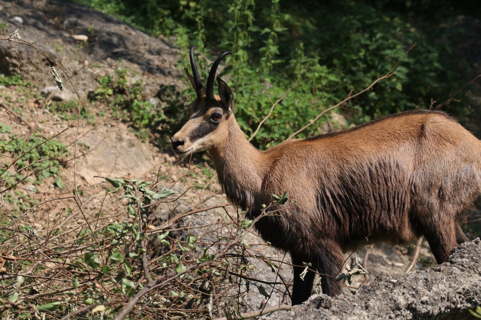 Chamois