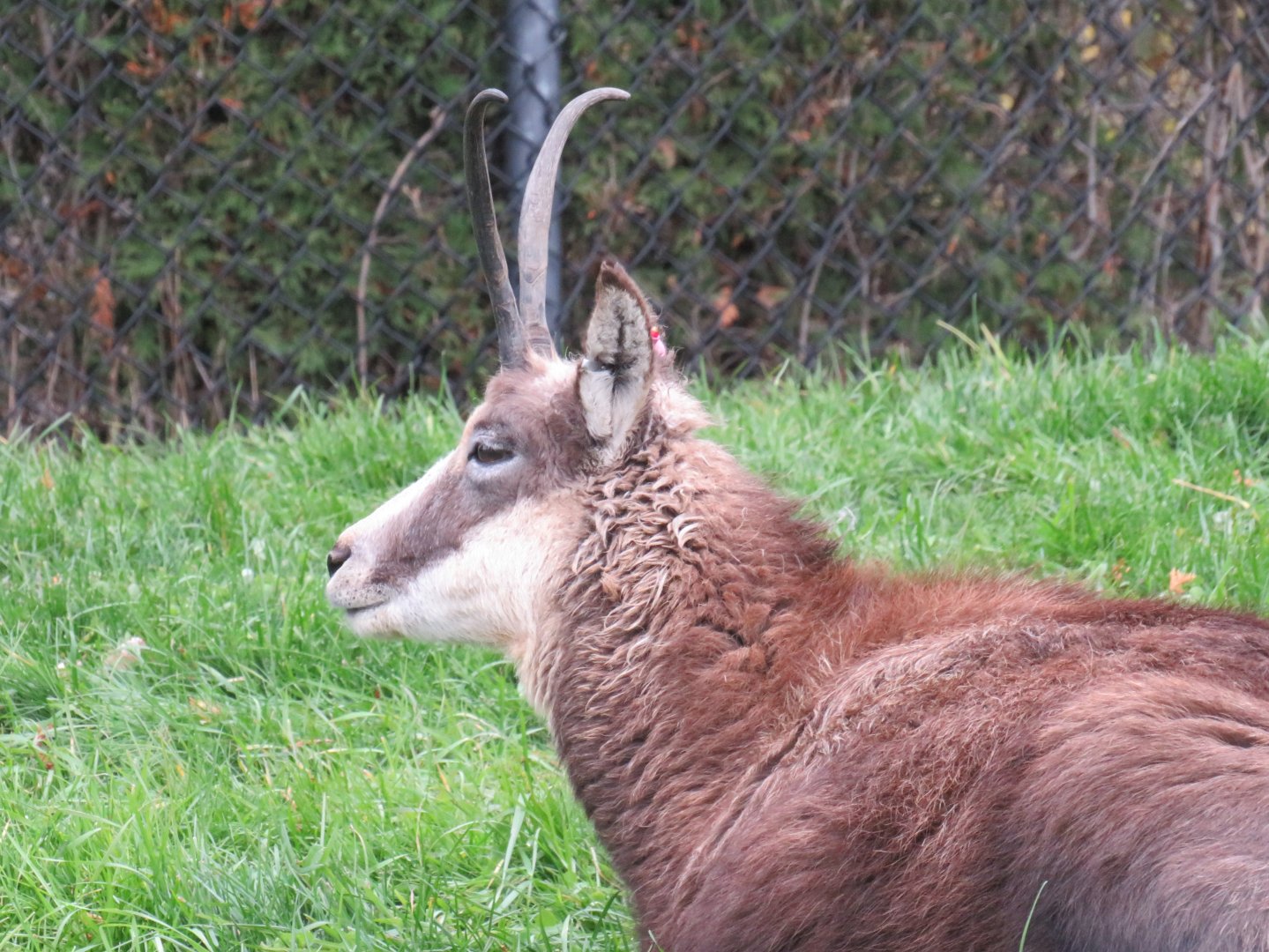 Chamois