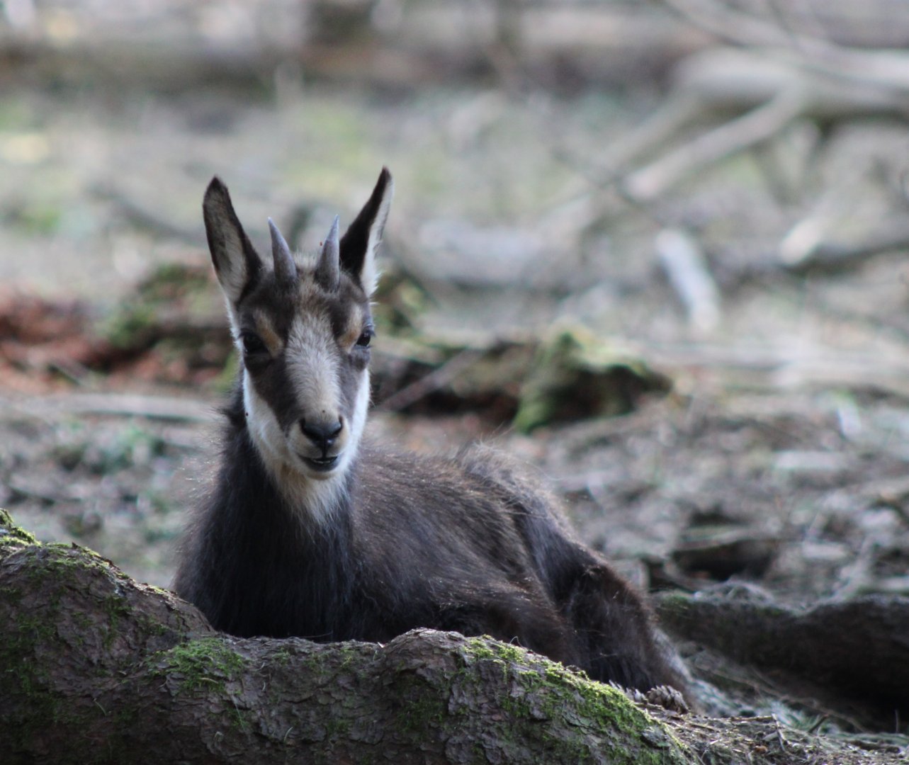 Chamois