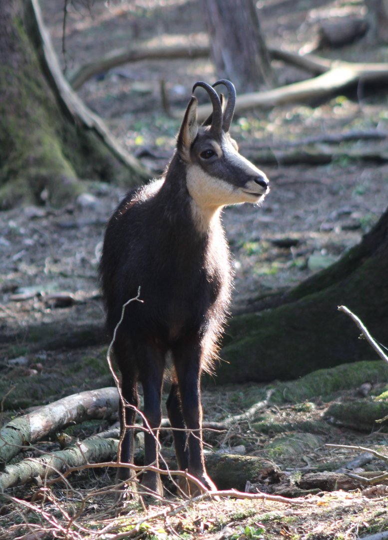Chamois