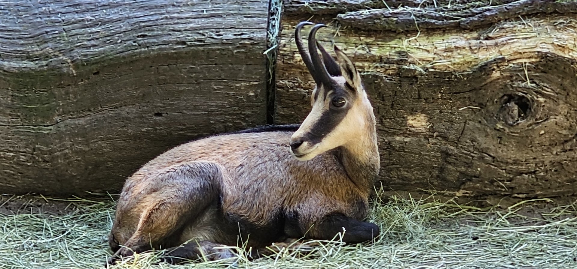 Chamois