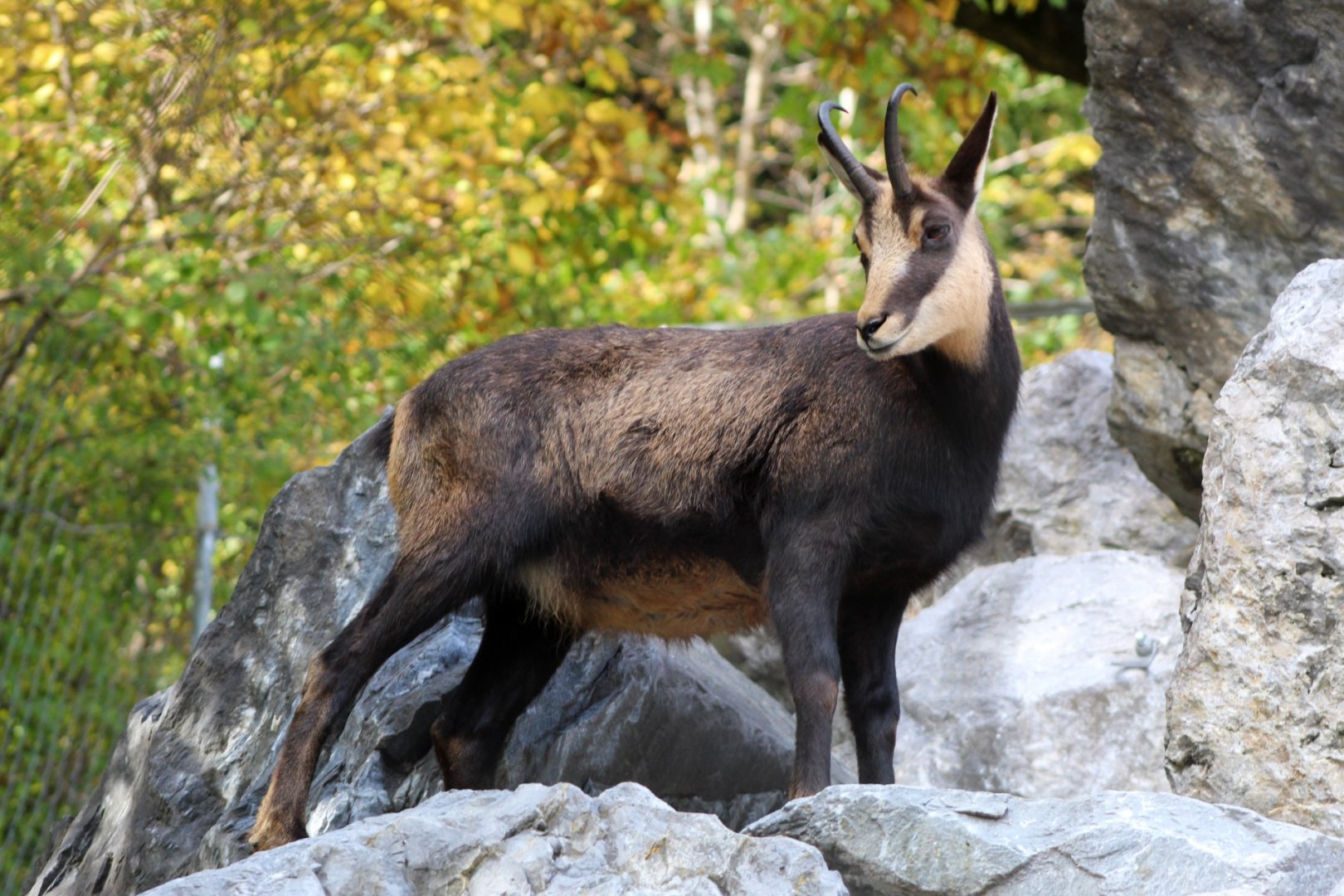Chamois