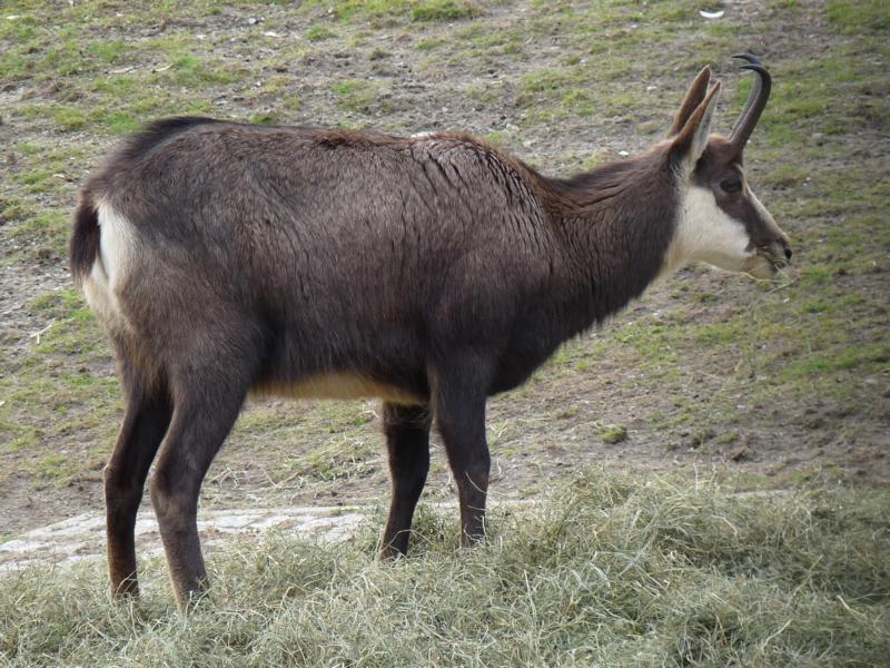 Chamois