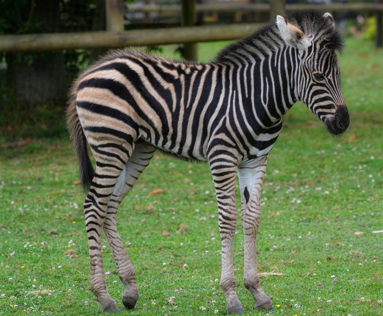 Champan Zebra Colt
