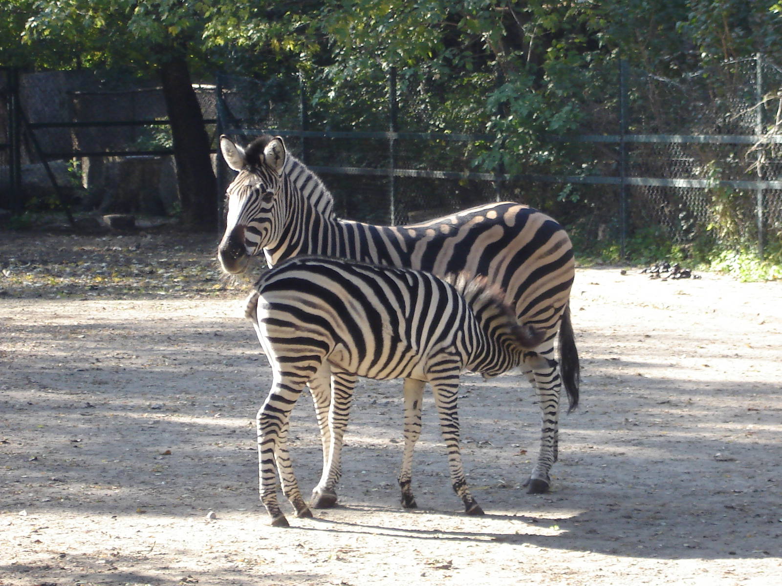 Champan's Zebra