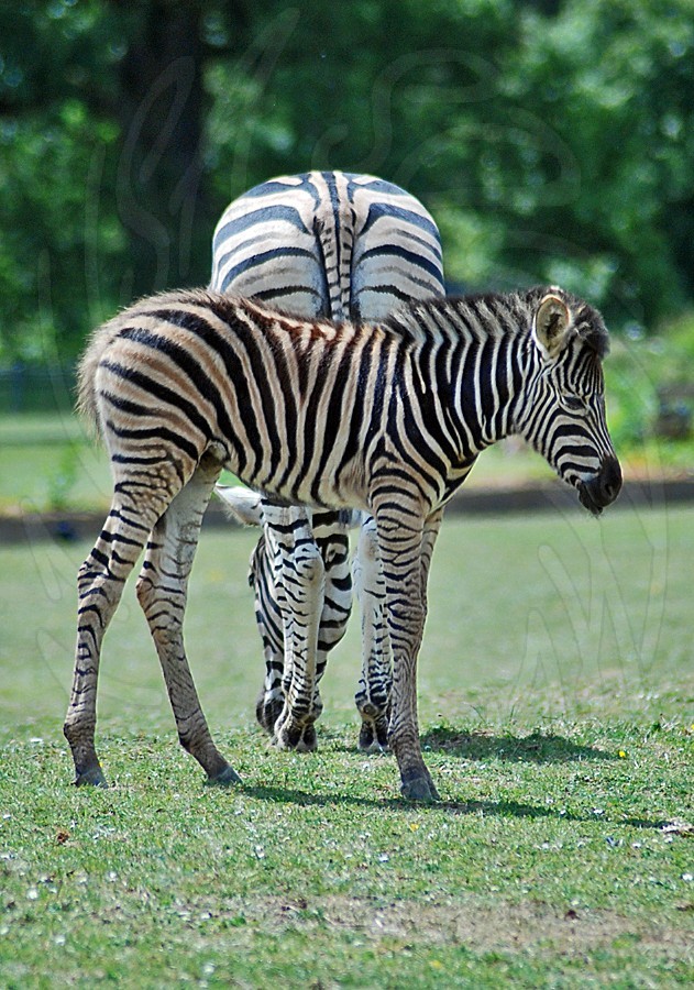 Champans Zebra