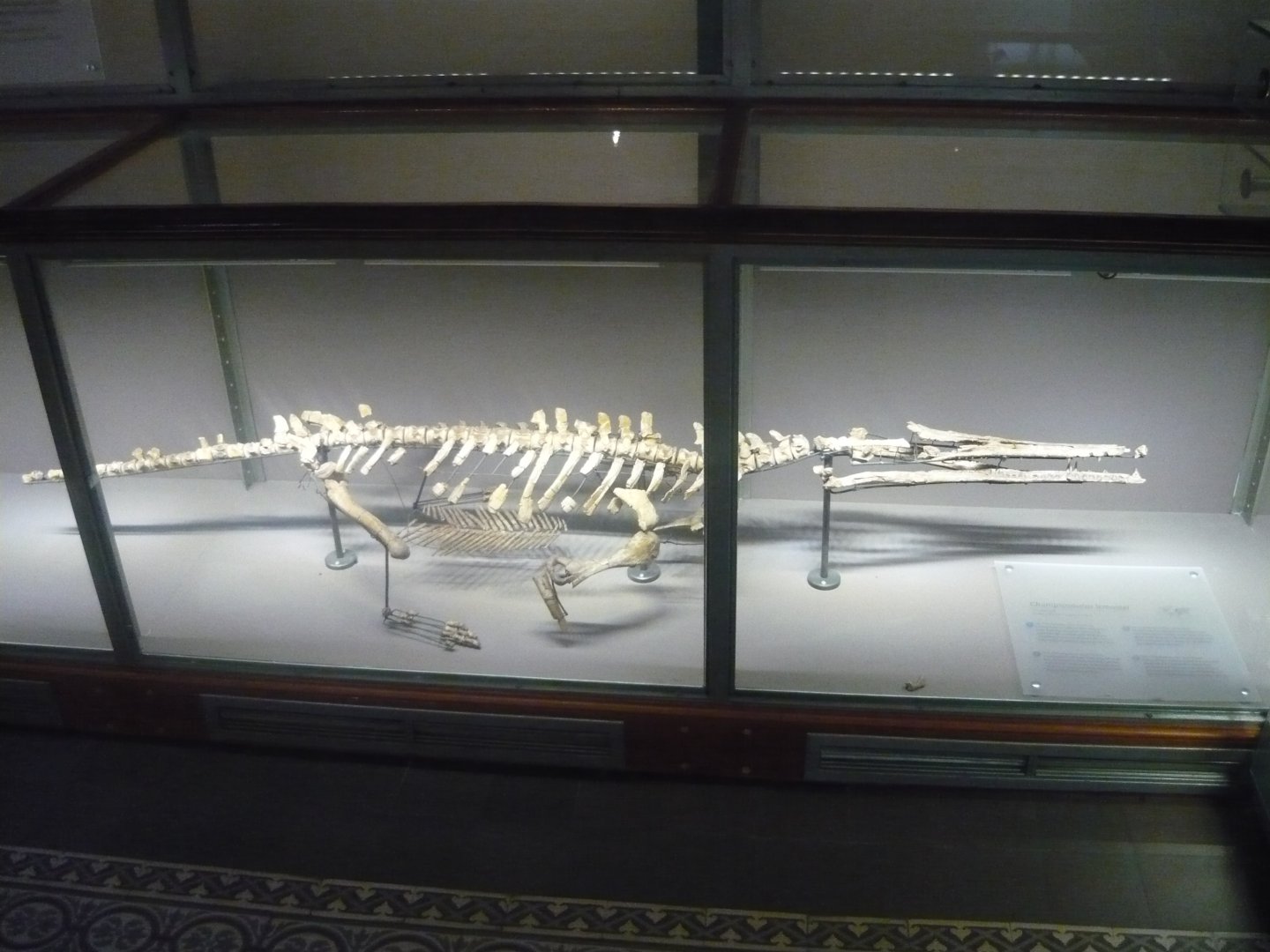 Champsosaurus lemoinei