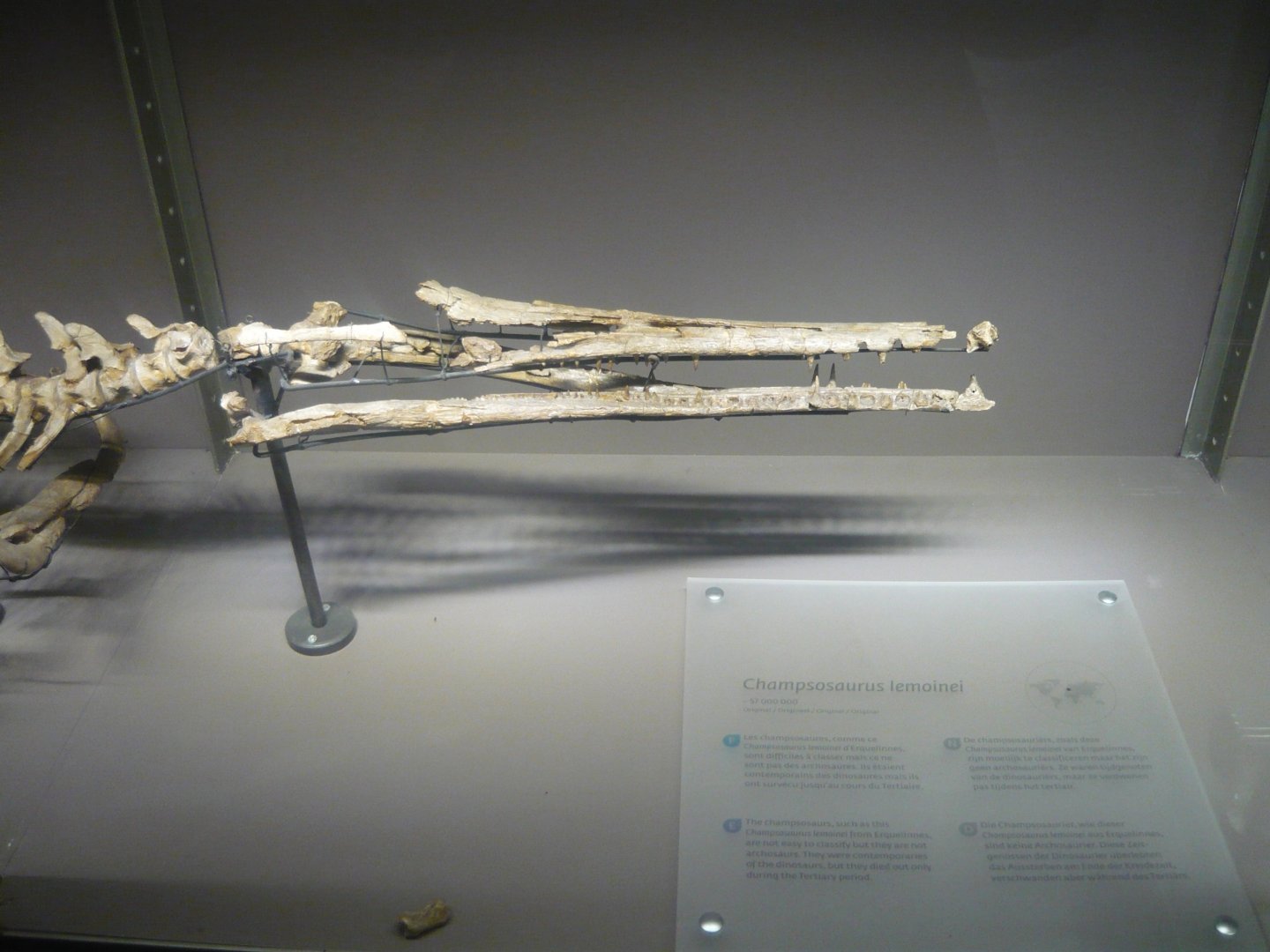 Champsosaurus lemoinei