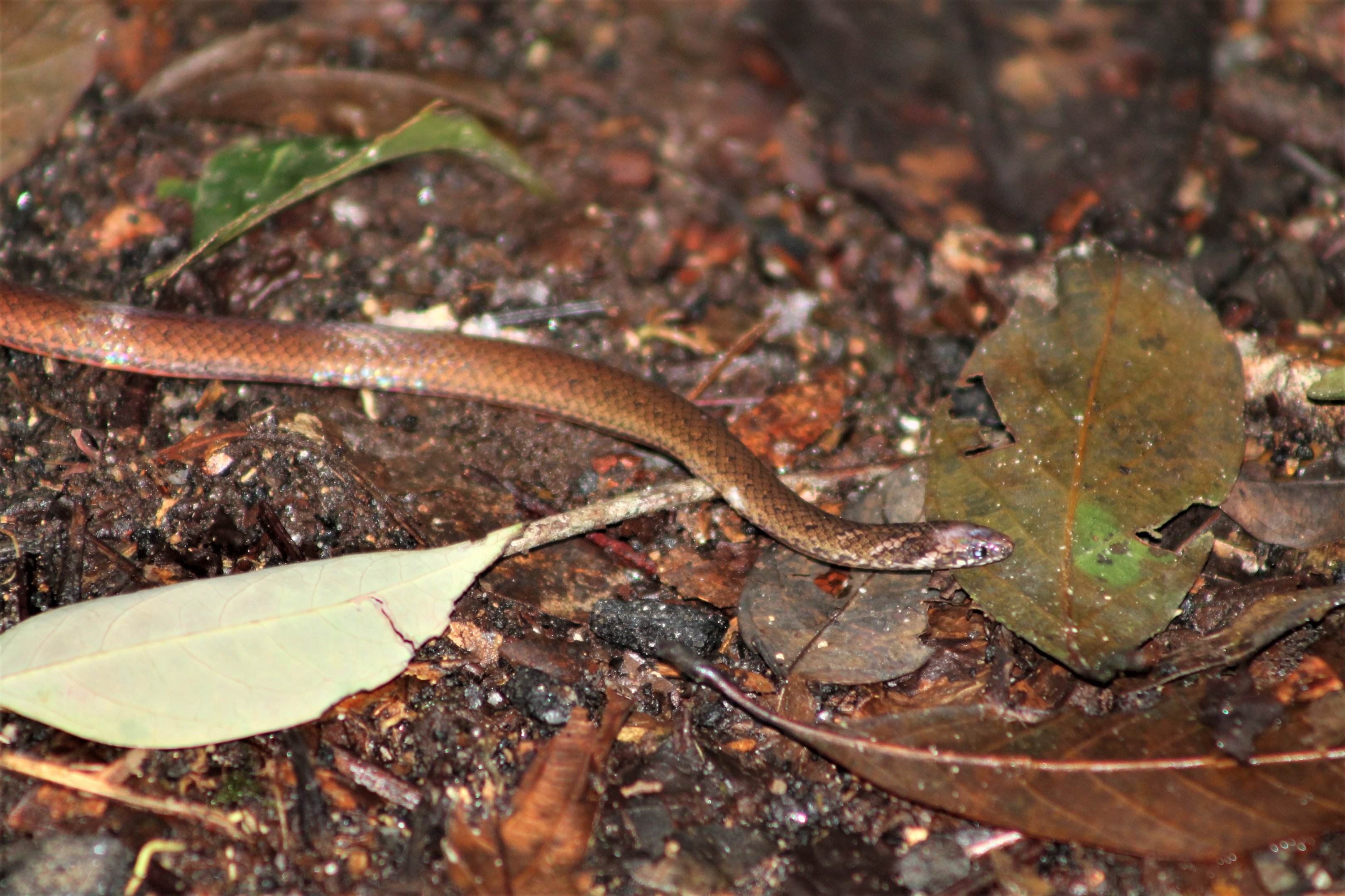 Chan-ard's Reed Snake (Macrocalamus chanardi)
