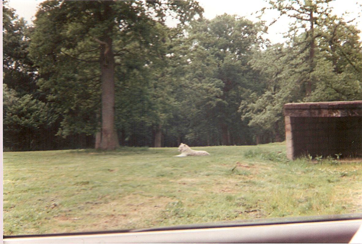 Chandi the tiger at Longleat Safari Park, 26 June 1994