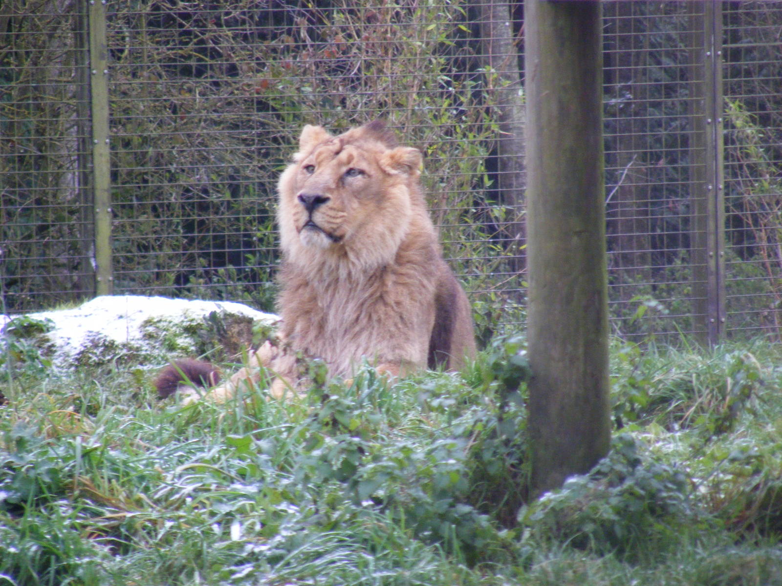 Chandra the Asiatic lion at Cotswold Wildlife Park, 27 November 2010