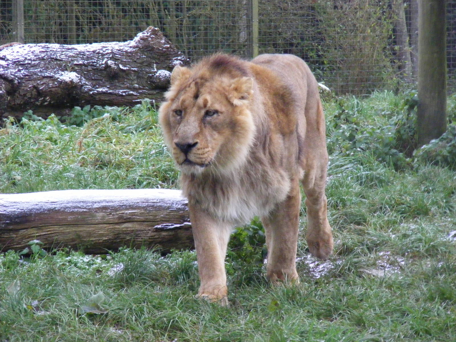 Chandra the Asiatic lion at Cotswold Wildlife Park, 27 November 2010