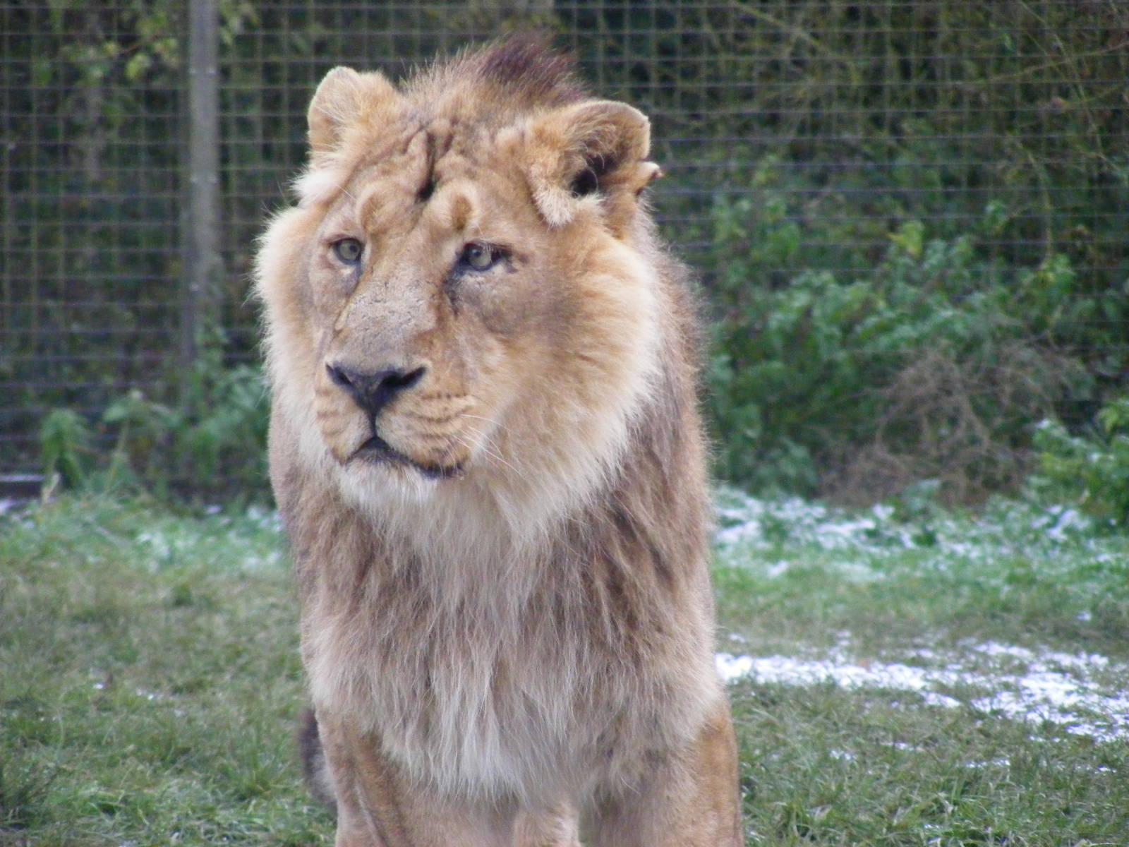 Chandra the Asiatic lion at Cotswold Wildlife Park, 27 November 2010