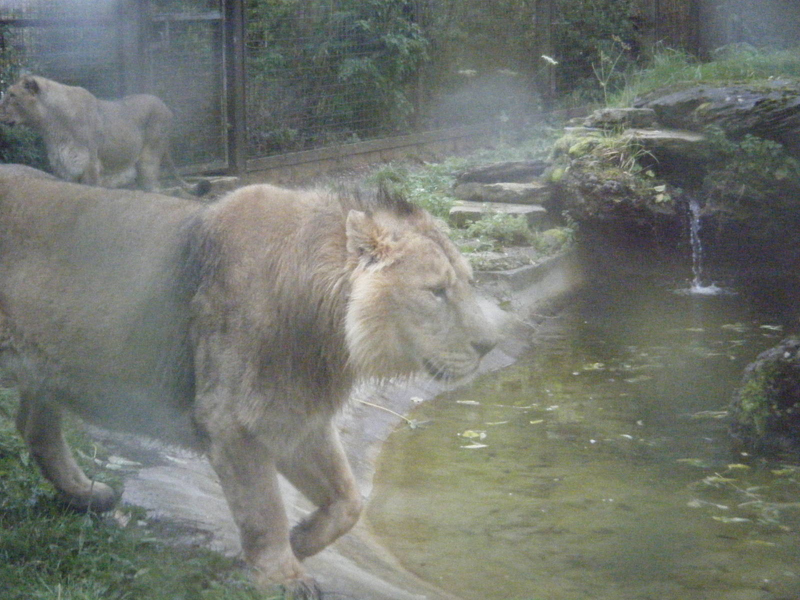 Chandra the Asiatic Lion