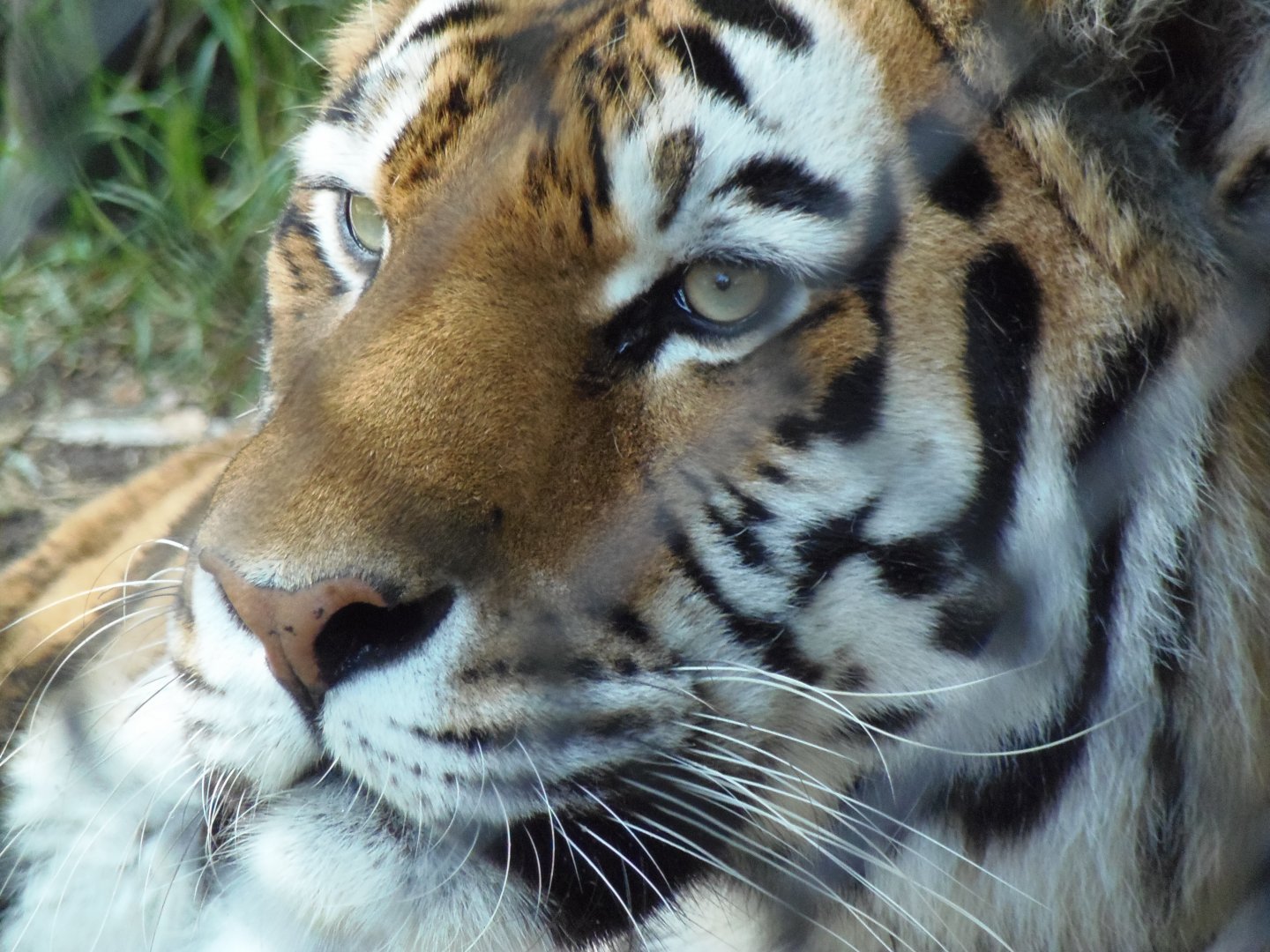 Changbai the Amur Tiger