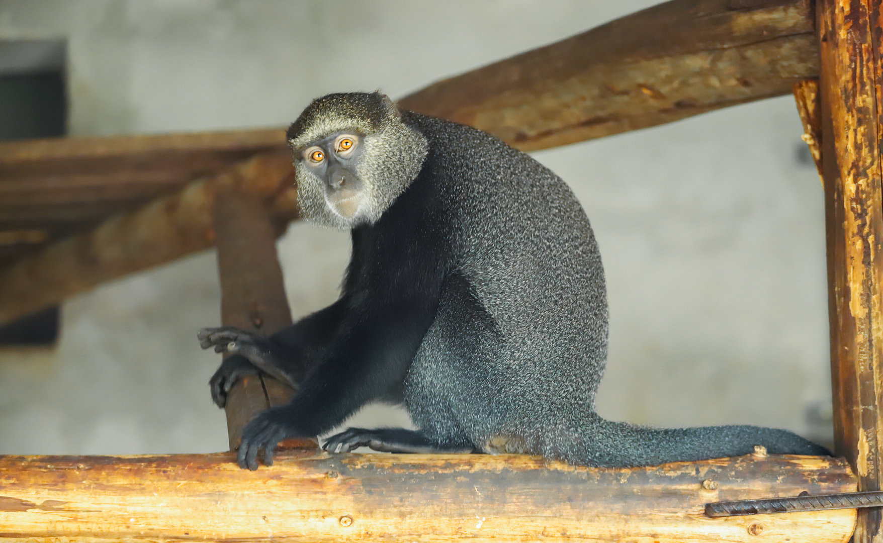Changde Tongfa Wildlife World - Blue monkey