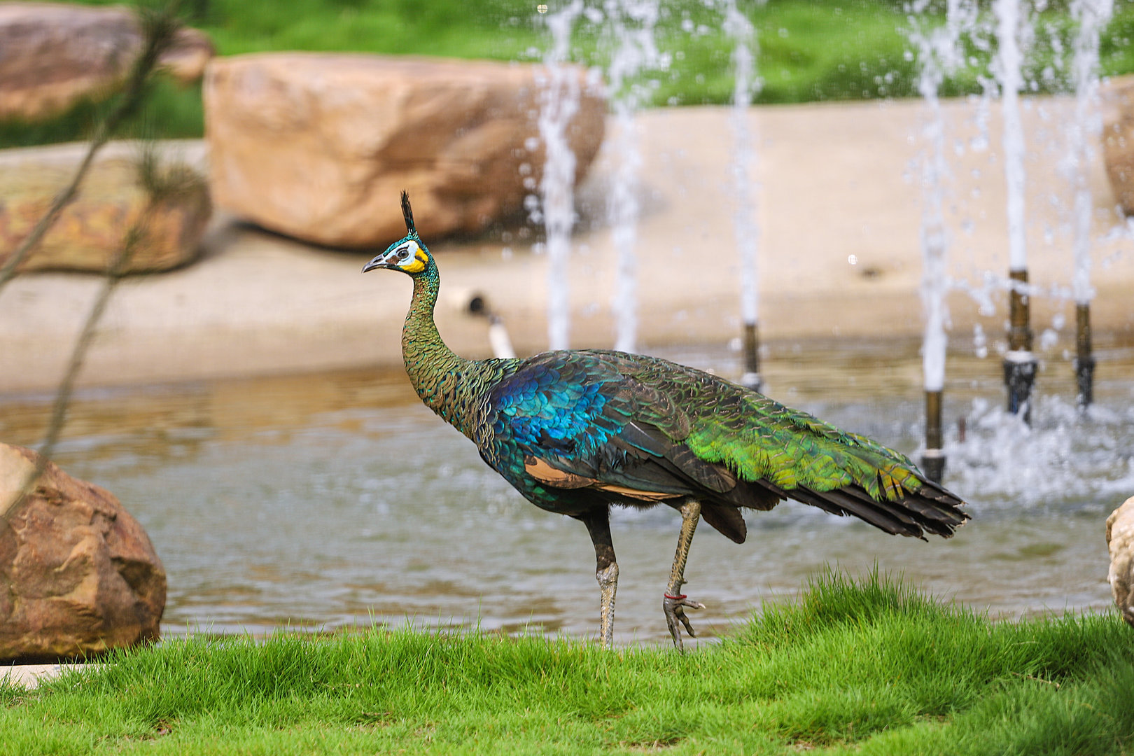 Changde Tongfa Wildlife World - Green peafowl