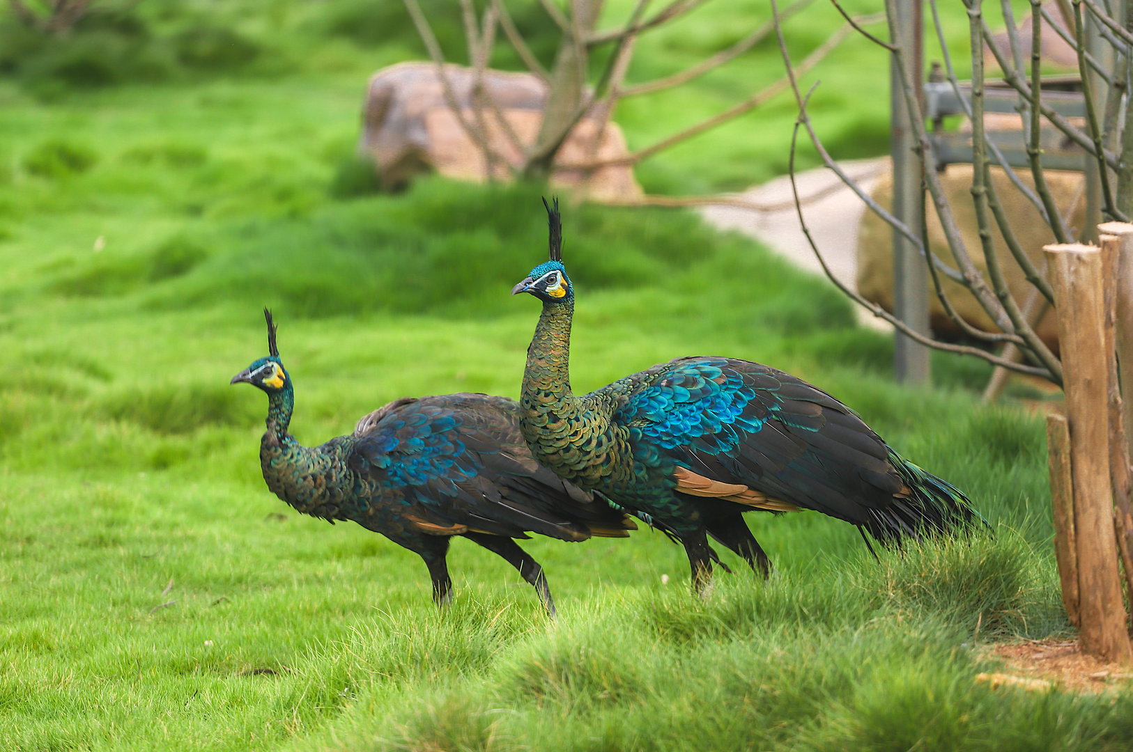 Changde Tongfa Wildlife World - Green peafowl