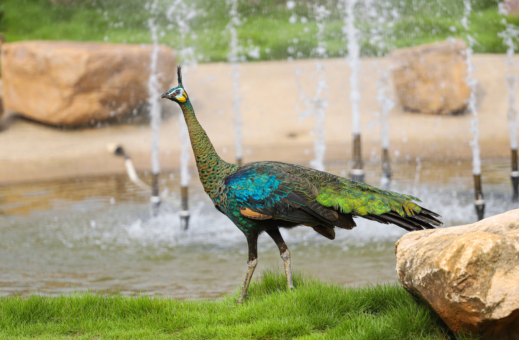 Changde Tongfa Wildlife World - Green peafowl