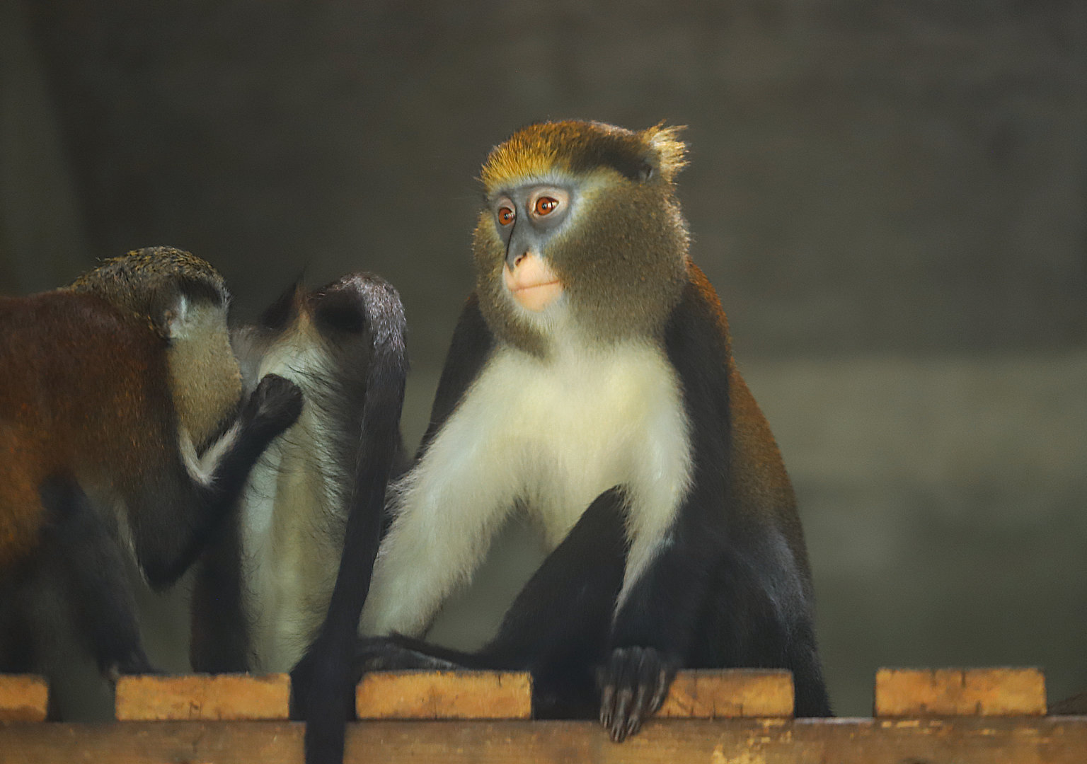 Changde Tongfa Wildlife World - Lowe's mona monkey