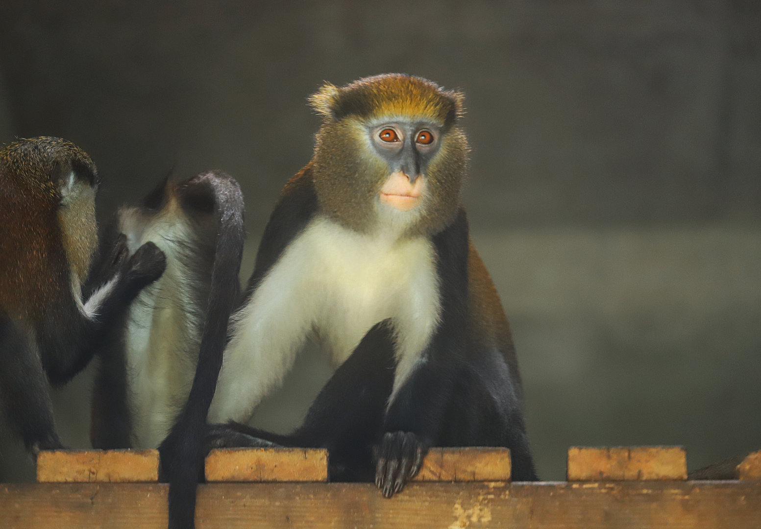 Changde Tongfa Wildlife World - Lowe's mona monkey