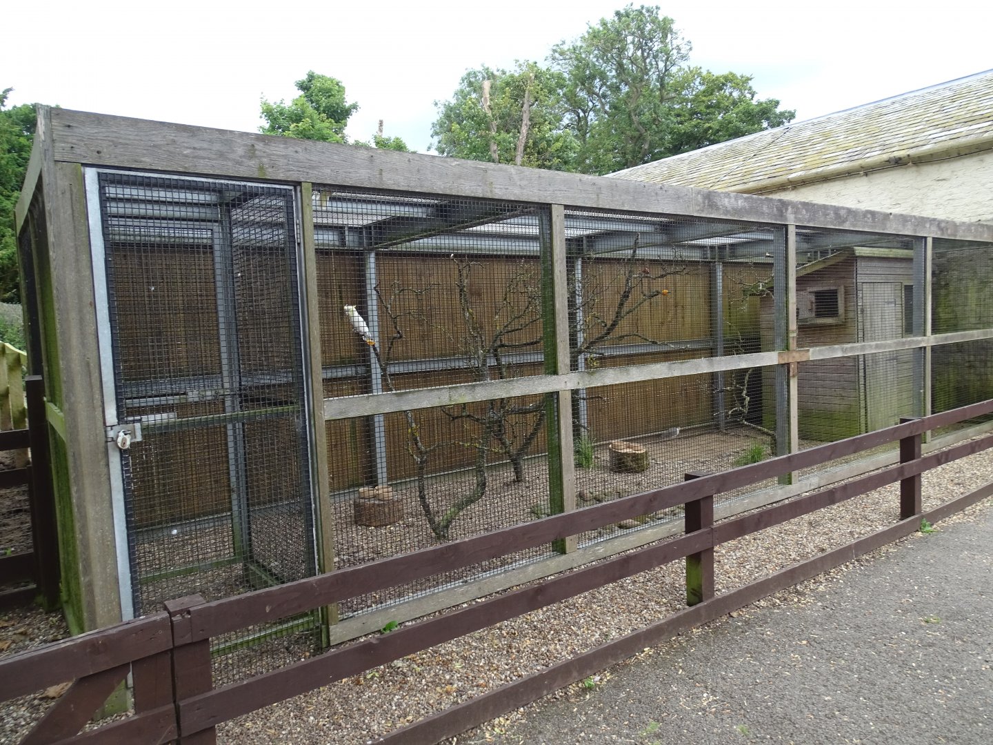 Change of residents, now Lesser Sulphur-crested Cockatoos and a Masked Lapwing, 25th July 2024