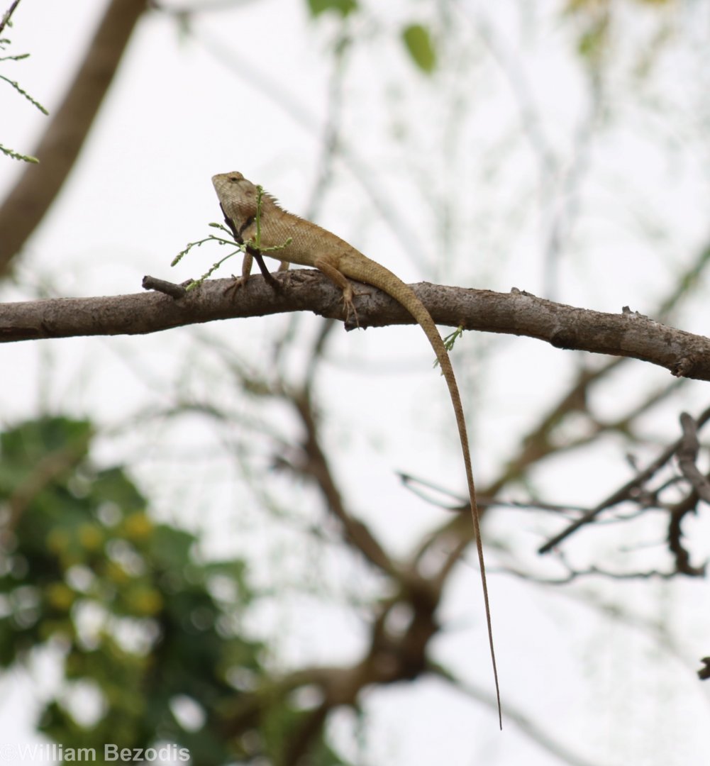 Changeable Crested-lizard - Rice Fields Near Petchaburi