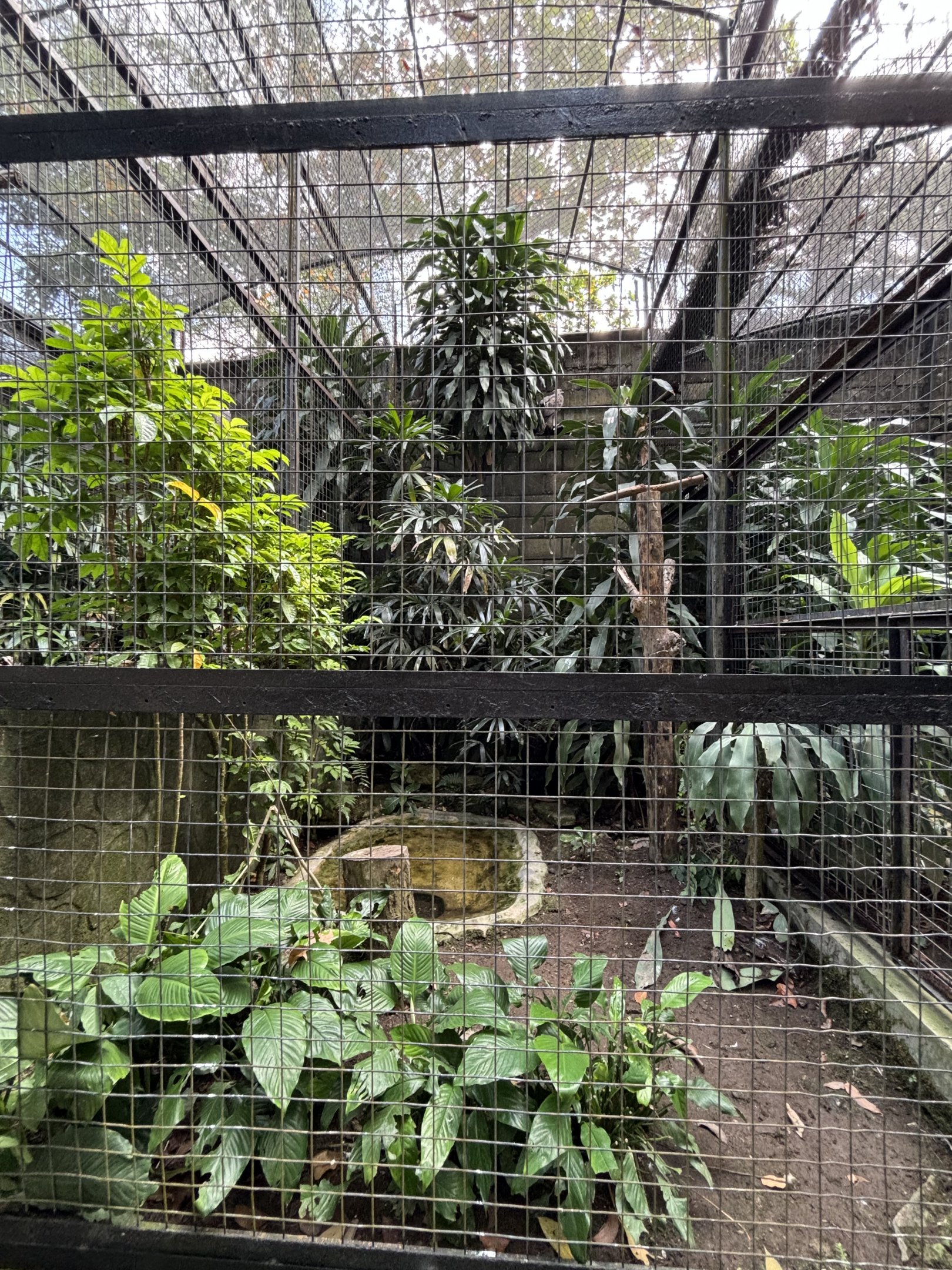 Changeable Hawk-Eagle Aviary #1