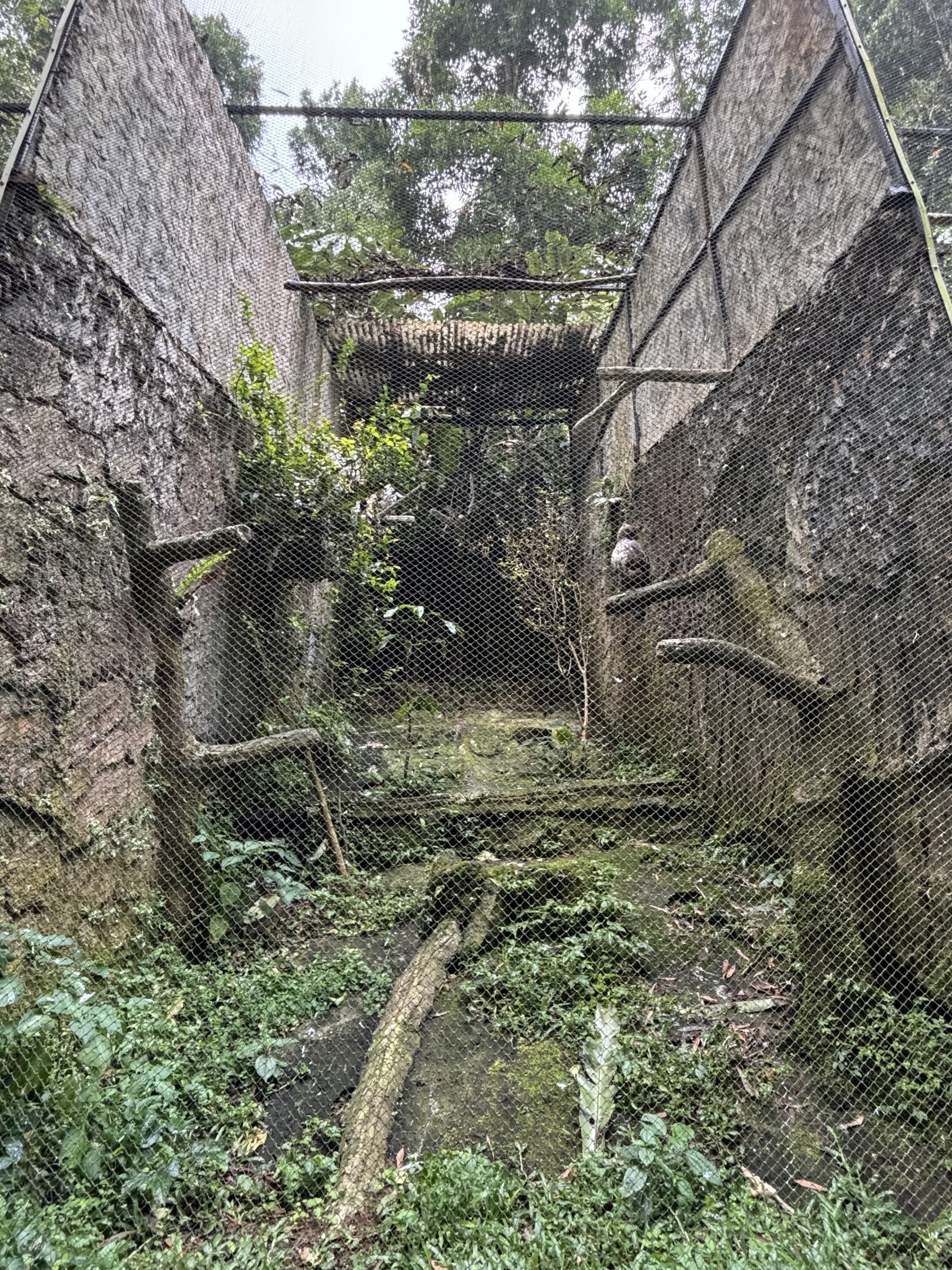 Changeable Hawk Eagle Aviary #1