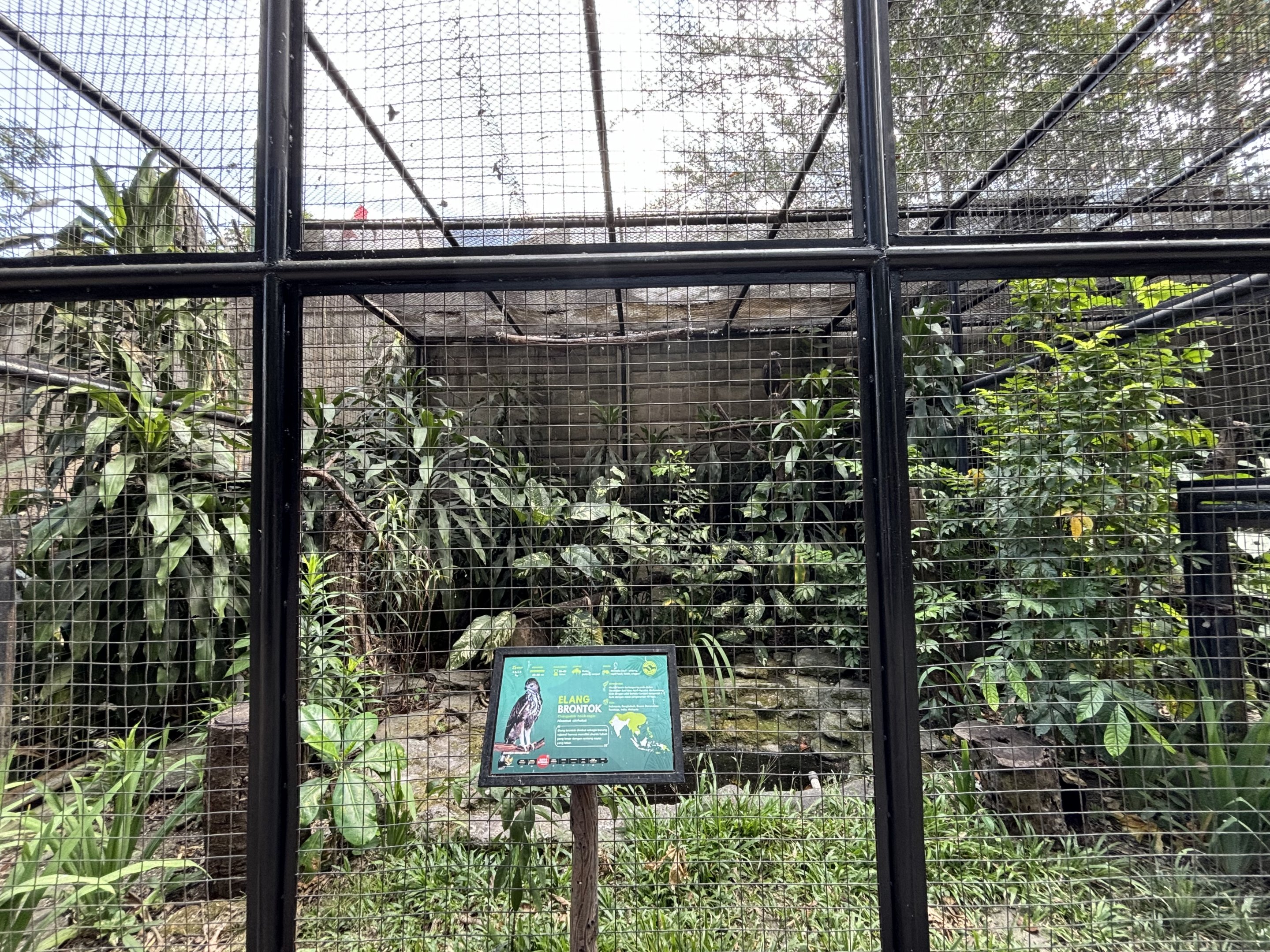 Changeable Hawk-Eagle Aviary #2