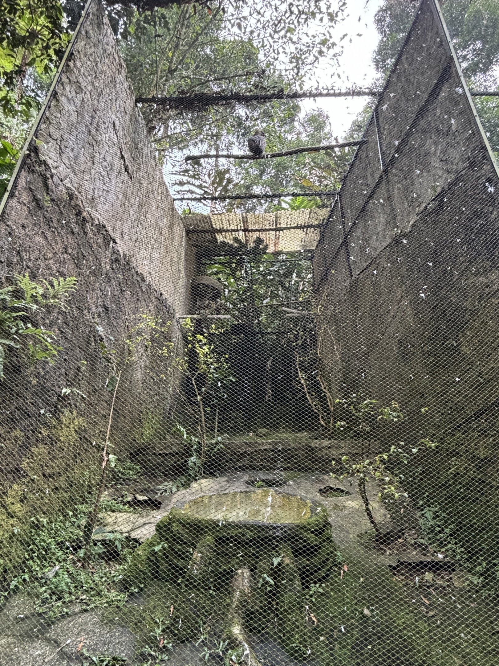Changeable Hawk Eagle Aviary #2