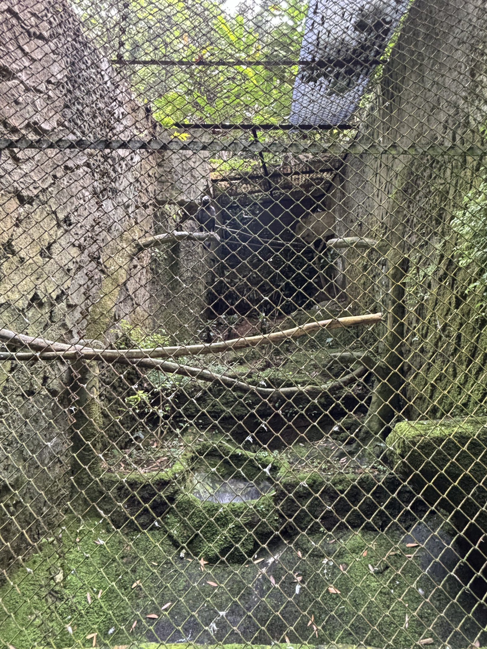 Changeable Hawk Eagle Aviary #3