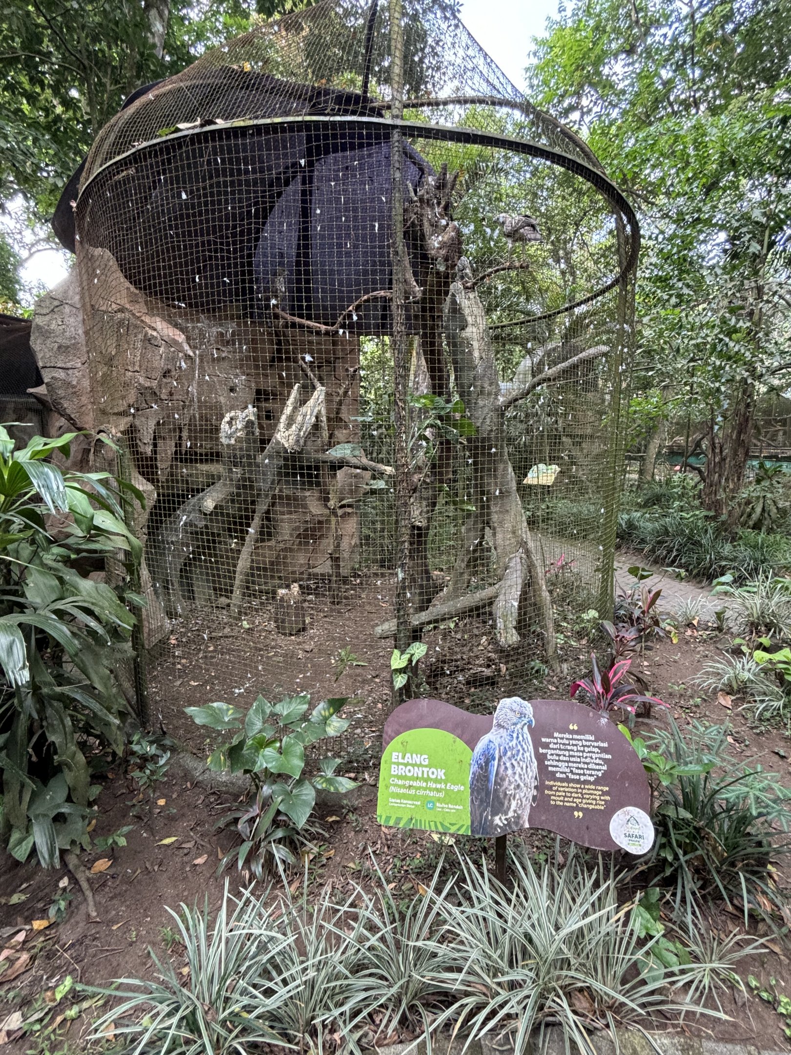 Changeable Hawk Eagle Aviary - Bird Forest