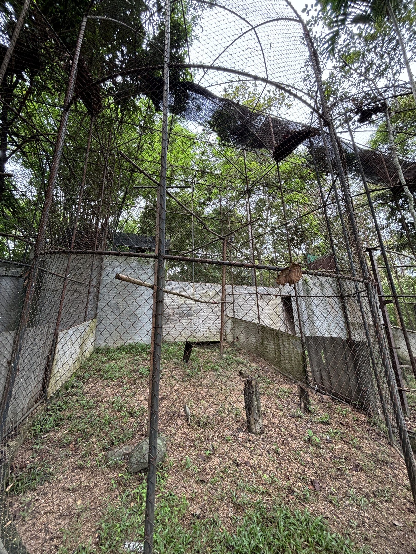 Changeable Hawk Eagle Aviary