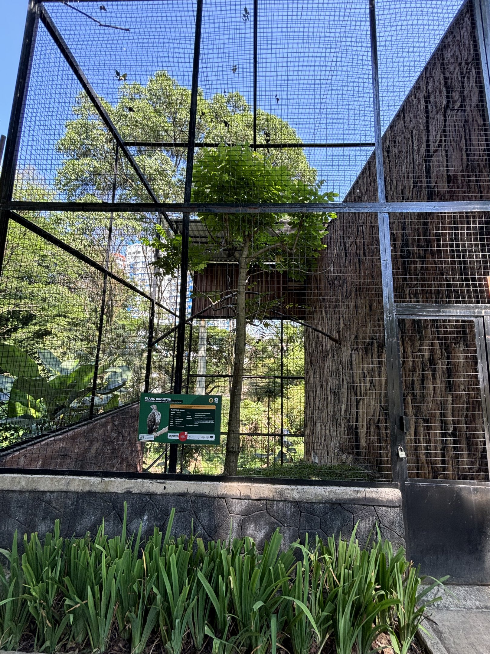 Changeable Hawk Eagle Aviary