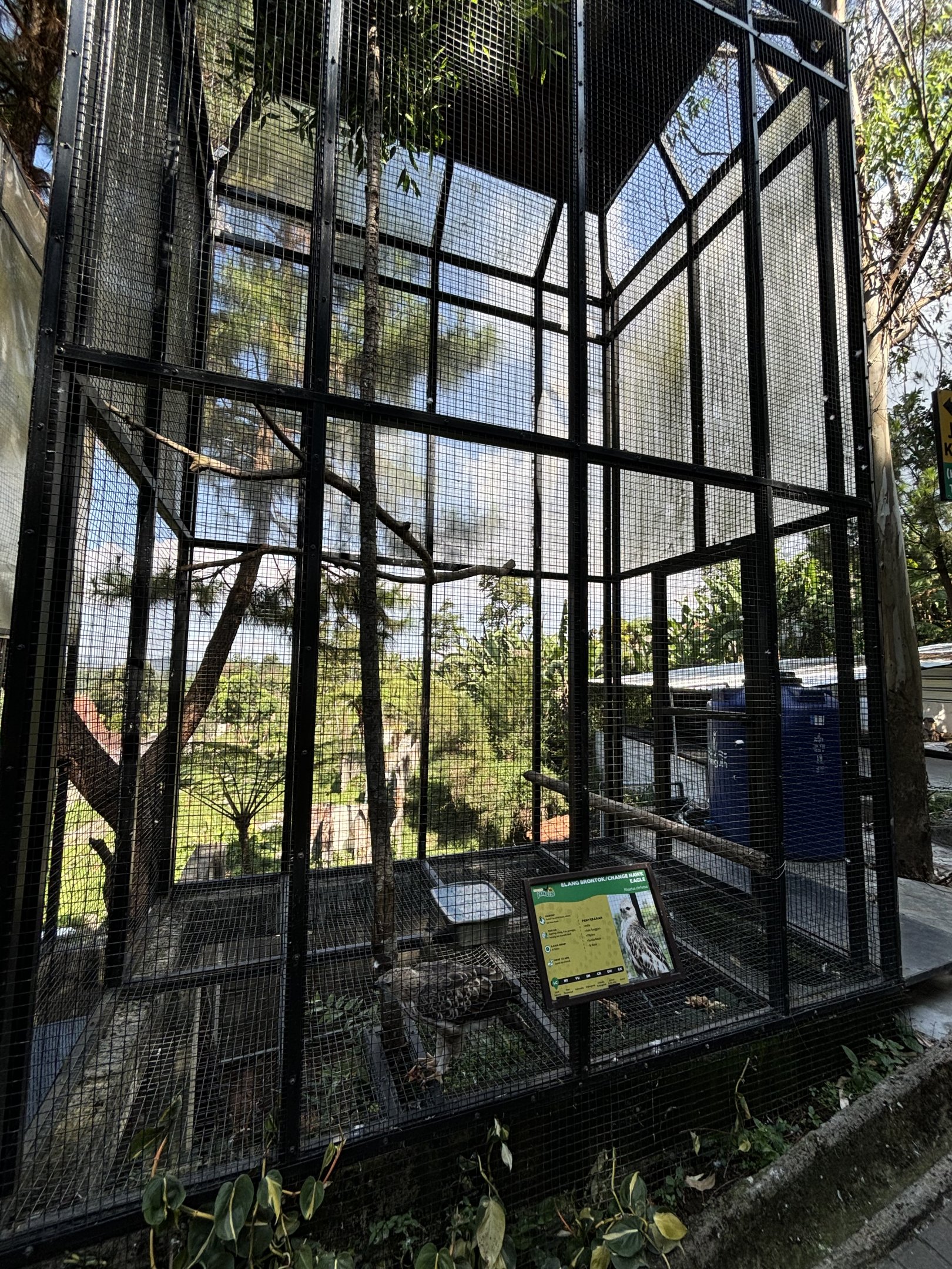 Changeable Hawk Eagle Aviary