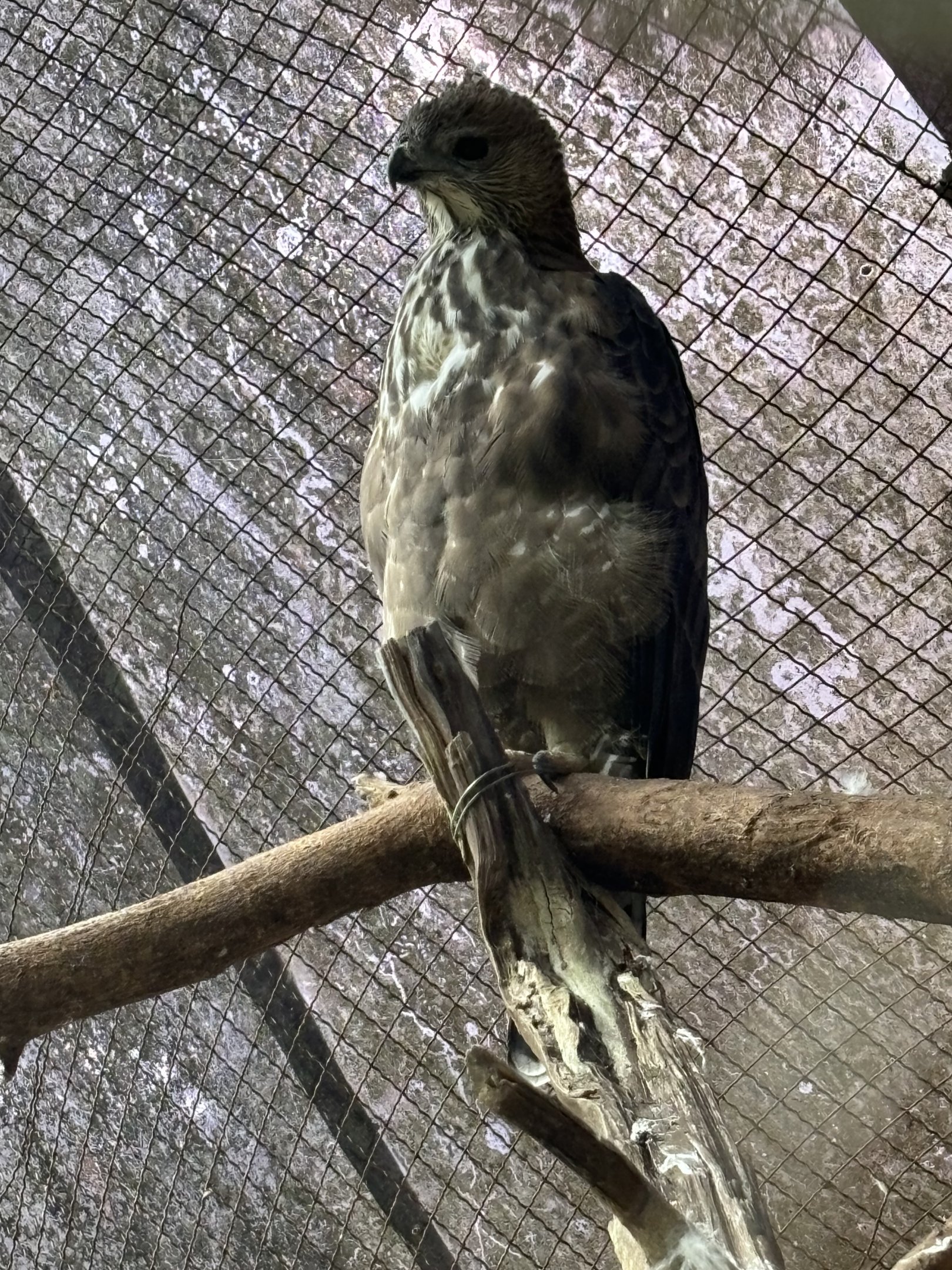 Changeable Hawk Eagle - Bird Forest
