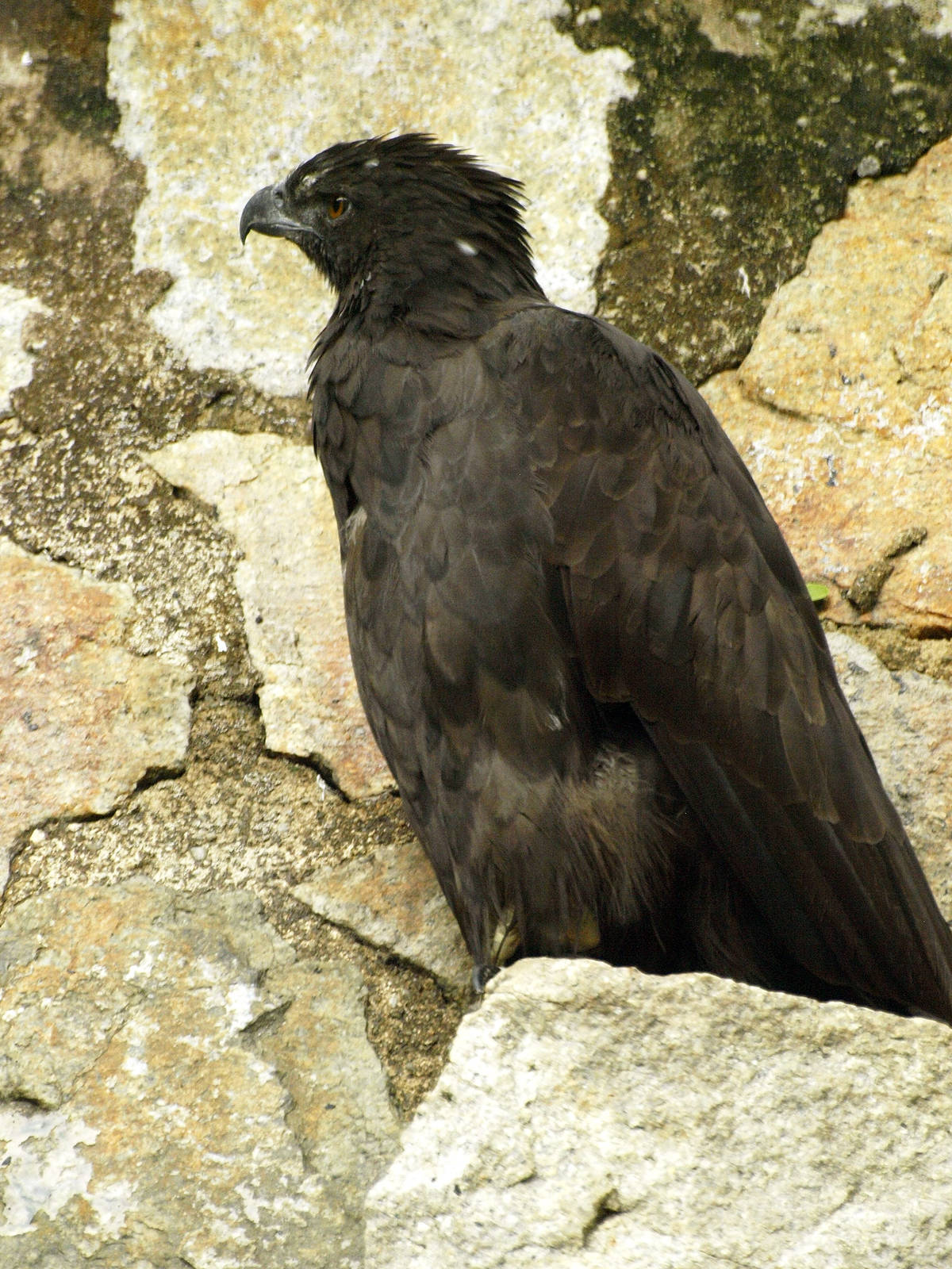Changeable Hawk Eagle -Jurong