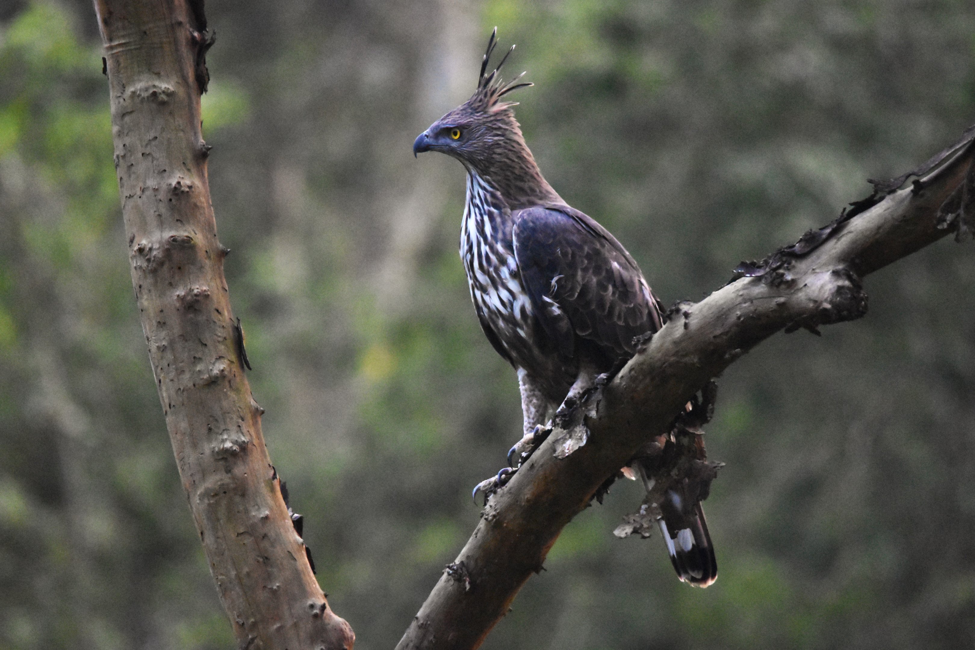 Changeable Hawk-Eagle, Nagarahole Tiger Reserve, 19th November 2024