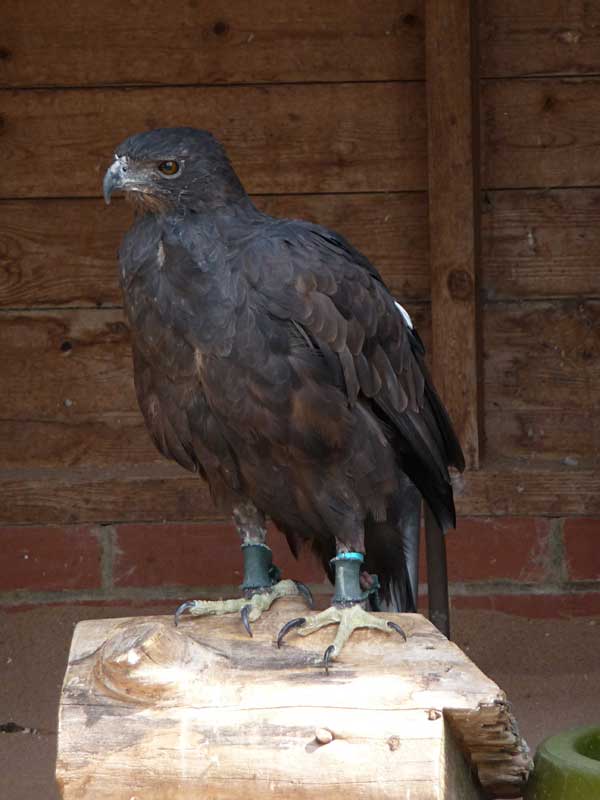 Changeable Hawk-Eagle (Nisaetus cirrhatus limnaeetus), July 2008