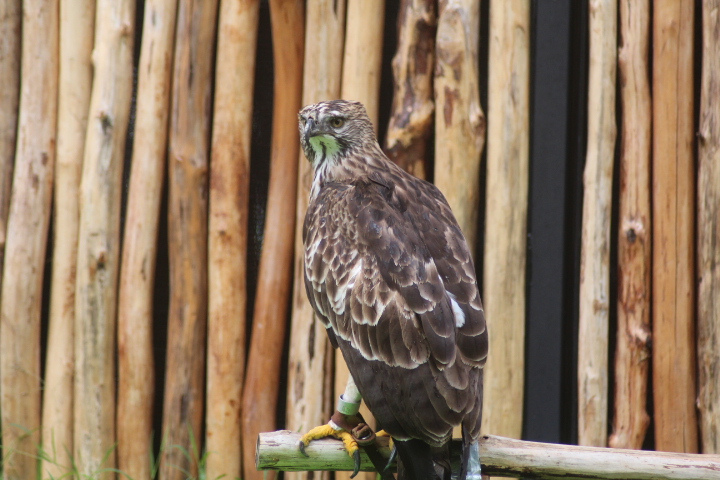 Changeable hawk-eagle (Nisaetus cirrhatus limnaeetus)