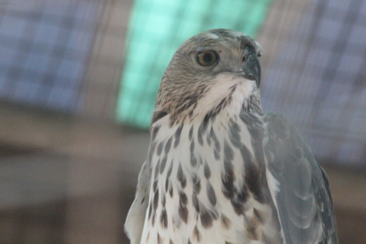 Changeable hawk-eagle (Nisaetus cirrhatus limnaeetus)